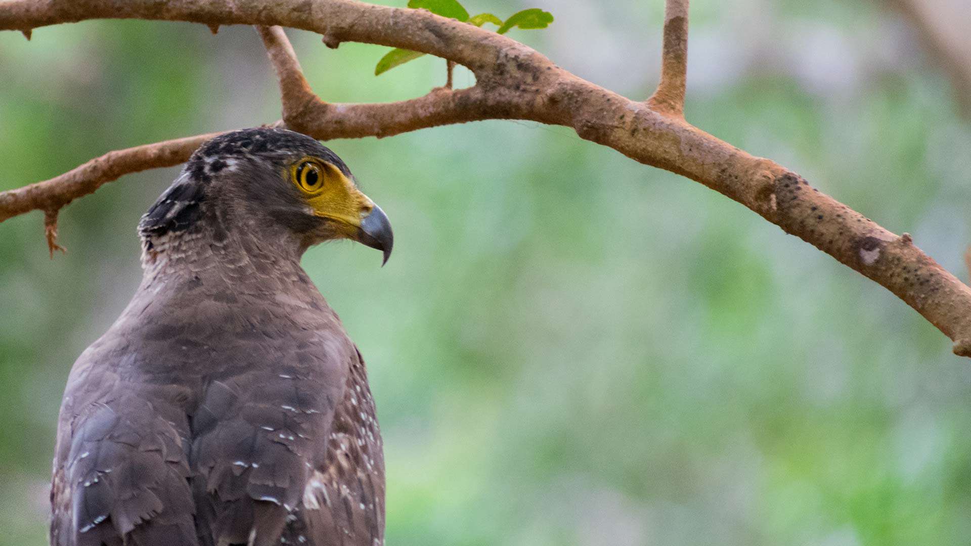 Bird Watching At Santani | Kandy Things To Do | Santani Excursions