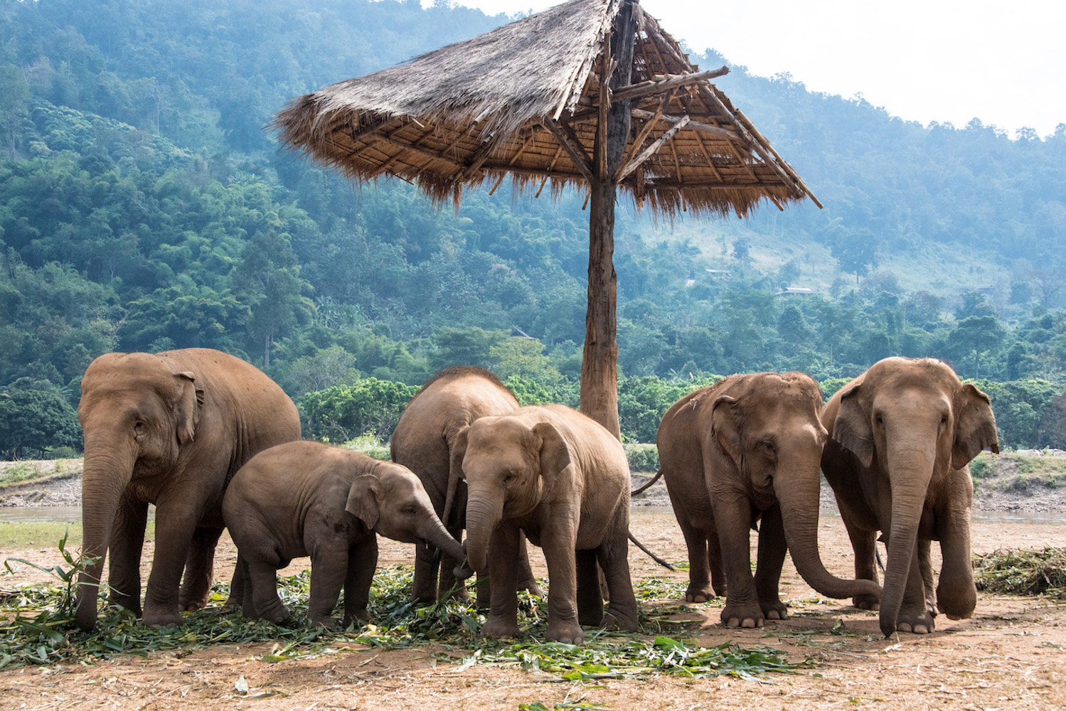 elephant sanctuaries in Chiang Mai